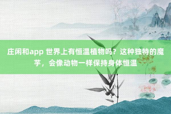 庄闲和app 世界上有恒温植物吗?这种独特的魔芋,会像动物一样保持身体恒温