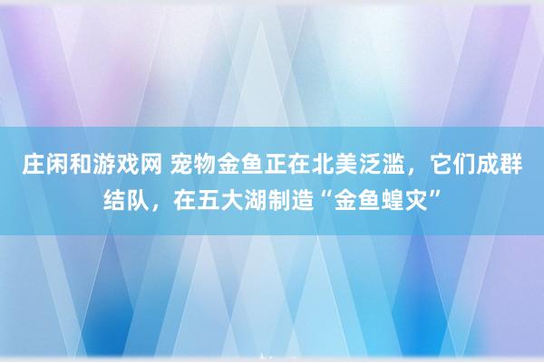 庄闲和游戏网 宠物金鱼正在北美泛滥，它们成群结队，在五大湖制造“金鱼蝗灾”